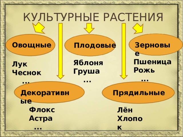 Культурные растения овощные плодовые зерновые декоративные растения