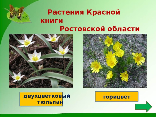 Растения красной книги амурской области презентация