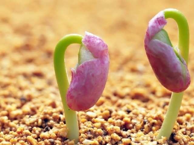 Многие растения размножаются семенами. Для того чтобы из семян выросли новые растения, надо чтобы они попали в плодородную почву. 