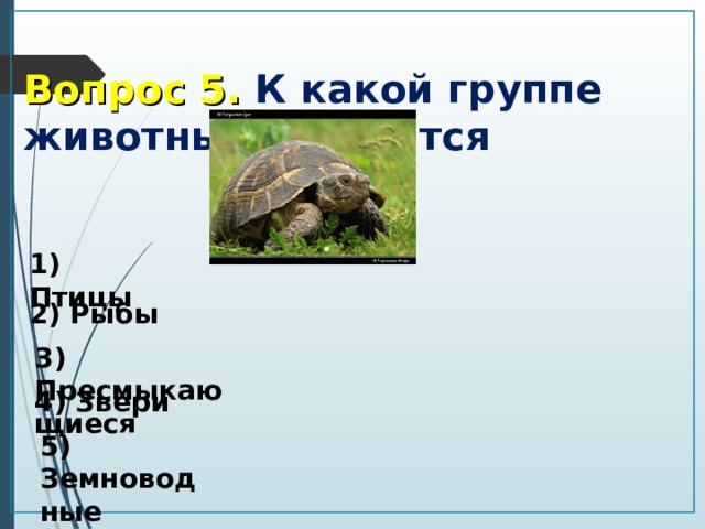 К какой группе животных относится. К какой группе животных относится уж. Тест по теме пресмыкающиеся 3 класс 21 век. Промежуточная проверочная работа 3 пресмыкающиеся.