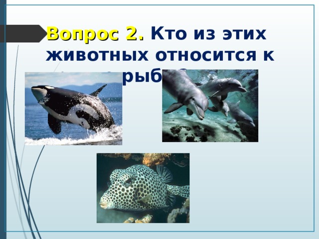 Представители группы рыбы 3. Животные относящиеся к рыбам. Рыбы относятся к группе. Животные, относящиеся к группе рыбы.. Какие животные относятся к группе рыбы.