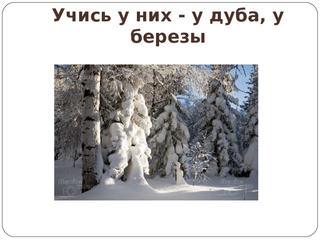 Учись у березы