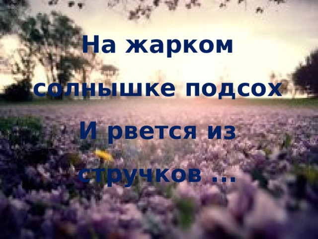 На жарком солнышке подсох  И рвется из стручков ... 