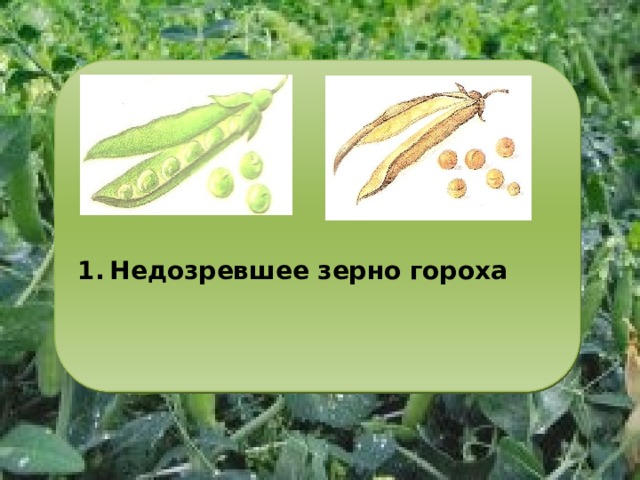           Недозревшее зерно гороха        2. Зрелое зерно гороха 