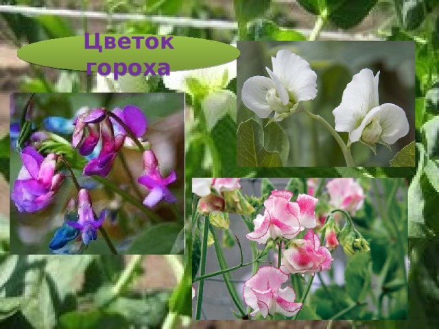 Цветок гороха 