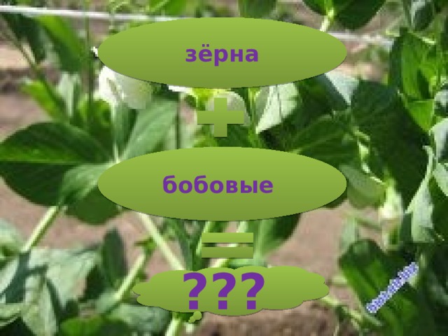 зёрна бобовые ??? 