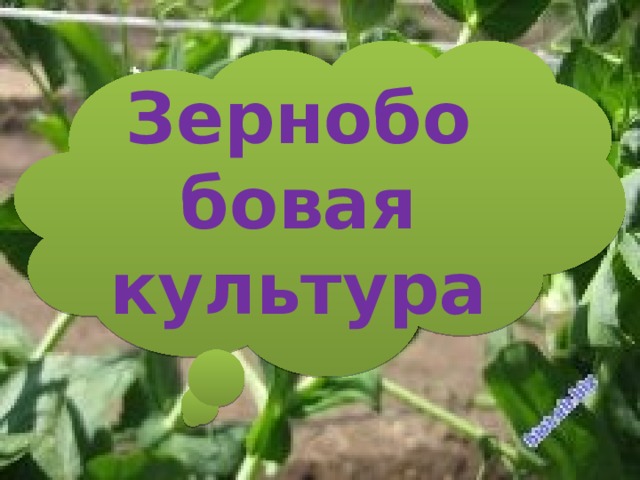 Зернобобовая культура 