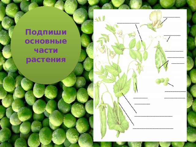 Подпиши основные части растения 