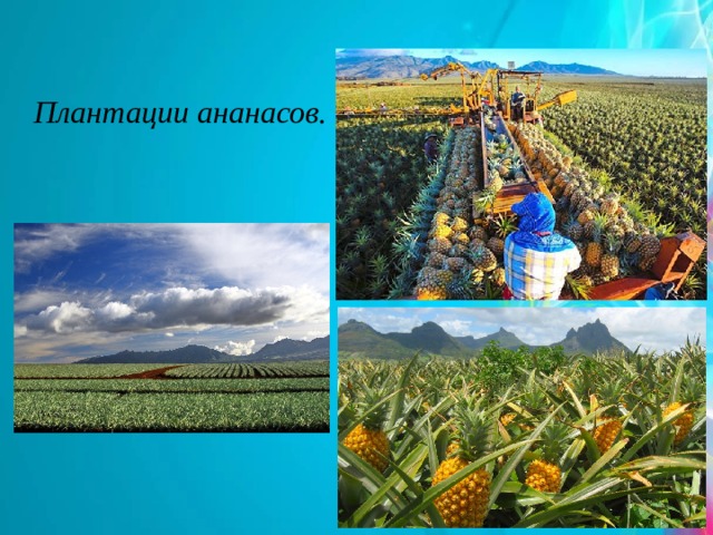 Плантации ананасов. 
