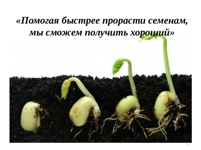«Помогая быстрее прорасти семенам,  мы сможем получить хороший»  