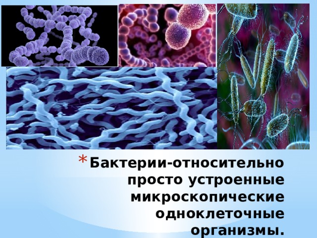 Бактерии-относительно просто устроенные микроскопические одноклеточные организмы. 