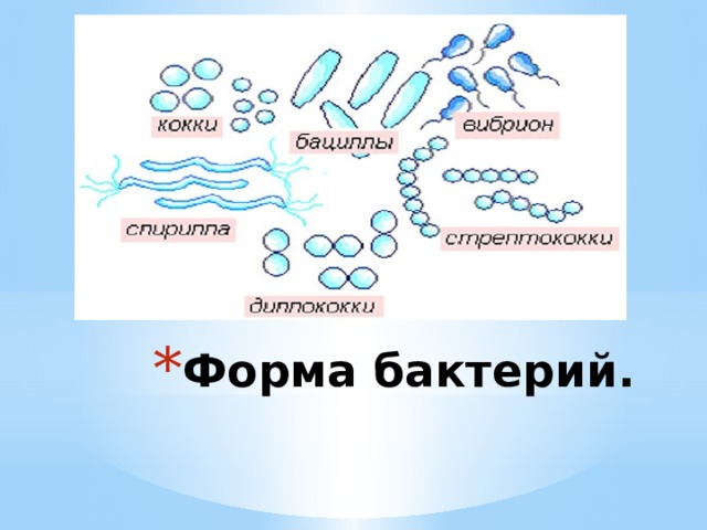 Форма биология. Бактерии форма строение. Формы бактерий 5 класс. Формы бактерий 5 класс биология. Формы бактерий 10 класс.