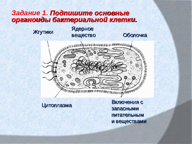 Задание 1.  Подпишите  основные органоиды бактериальной клетки.   Ядерное вещество Жгутики Оболочка Включения с запасными питательными веществами Цитоплазма 