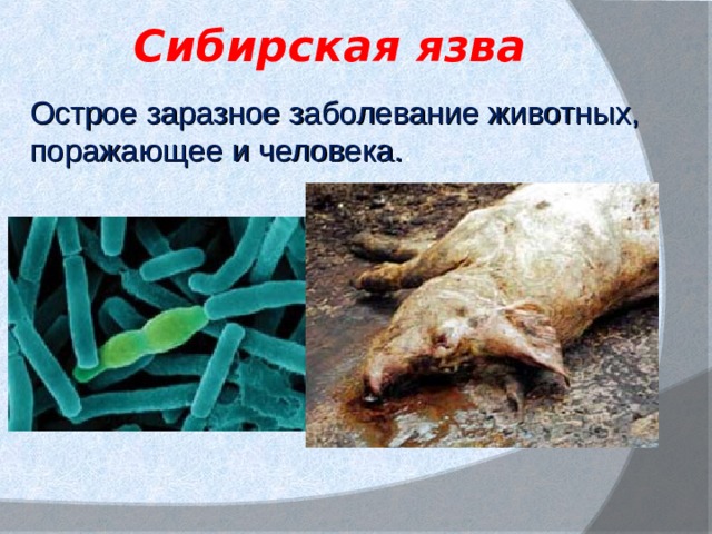 Сибирская  язва Острое заразное заболевание животных, поражающее и человека. . 