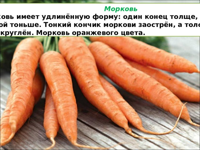  Морковь Морковь имеет удлинённую форму: один конец толще, а другой тоньше. Тонкий кончик моркови заострён, а толстый — закруглён. Морковь оранжевого цвета. 