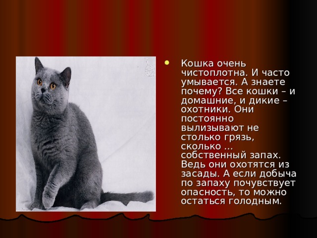 Кошка очень чистоплотна. И часто умывается. А знаете почему? Все кошки – и домашние, и дикие – охотники. Они постоянно вылизывают не столько грязь, сколько ... собственный запах. Ведь они охотятся из засады. А если добыча по запаху почувствует опасность, то можно остаться голодным. 