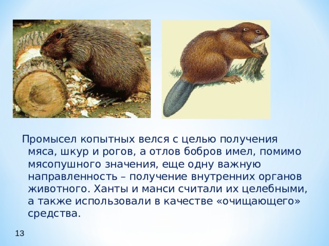 Промысел копытных велся с целью получения мяса, шкур и рогов, а отлов бобров имел, помимо мясопушного значения, еще одну важную направленность – получение внутренних органов животного. Ханты и манси считали их целебными, а также использовали в качестве «очищающего» средства. 13 