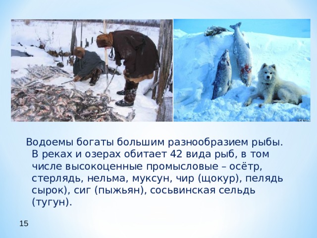 Водоемы богаты большим разнообразием рыбы. В реках и озерах обитает 42 вида рыб, в том числе высокоценные промысловые – осётр, стерлядь, нельма, муксун, чир (щокур), пелядь сырок), сиг (пыжьян), сосьвинская сельдь (тугун). 15 