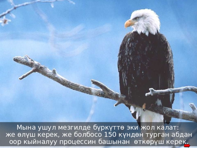okay Мына ушул мезгилде бүркүттө эки жол калат:  же өлүш керек, же болбосо 150 күндөн турган абдан оор кыйналуу процессин башынан өткөрүш керек . 