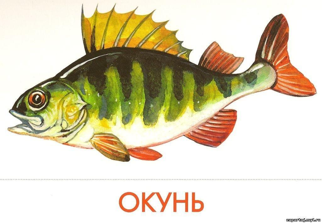 Картинки по теме рыбы