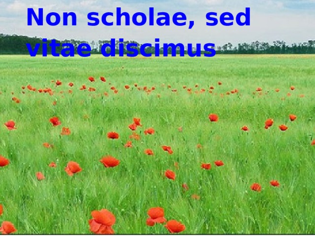 Non scholae, sed vitae discimus  