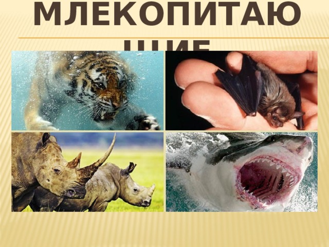Млекопитающие 
