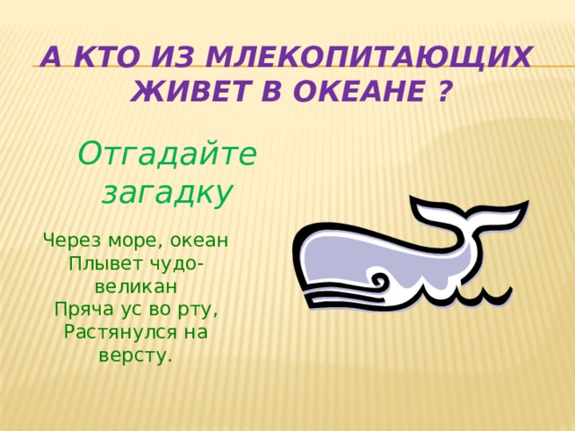  А кто из млекопитающих  живет в океане ? Отгадайте загадку Через море, океан Плывет чудо-великан Пряча ус во рту, Растянулся на версту. 