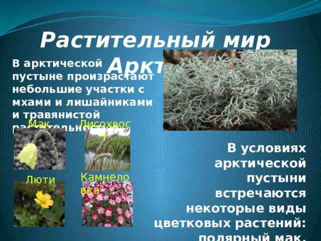 Выберите растения арктических пустынь. Арктические пустыни растительный мир. Арктические пустыни растения. Растительный мир в арктических пустынях. Арктическая пустыня растения.