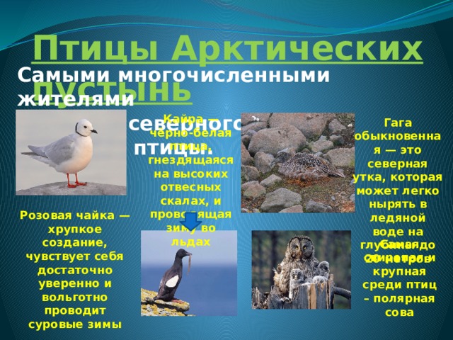 Птицы Арктических пустынь Самыми многочисленными жителями сурового северного края являются птицы. Кайра — чёрно-белая птица, гнездящаяся на высоких отвесных скалах, и проводящая зиму во льдах Гага обыкновенная — это северная утка, которая может легко нырять в ледяной воде на глубины до 20 метров Розовая чайка — хрупкое создание, чувствует себя достаточно уверенно и вольготно проводит суровые зимы Самая свирепая и крупная среди птиц – полярная сова 