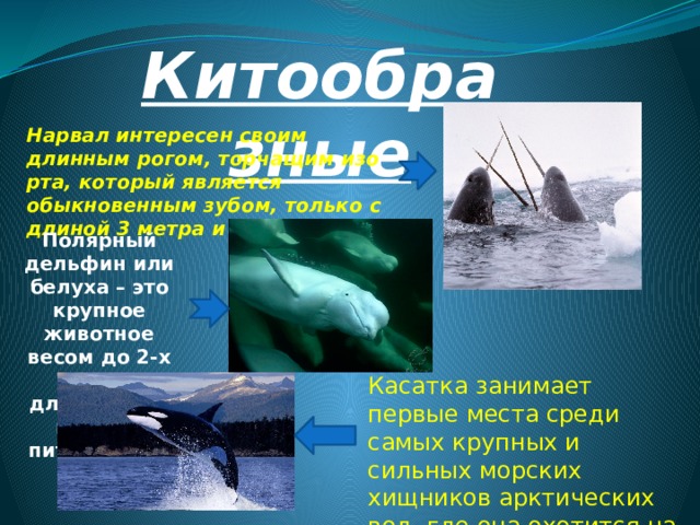 Китообразные Нарвал интересен своим длинным рогом, торчащим изо рта, который является обыкновенным зубом, только с длиной 3 метра и весом 10 кг Полярный дельфин или белуха – это крупное животное весом до 2-х тонн, с длиной до 6 метров, питающееся рыбой. Касатка занимает первые места среди самых крупных и сильных морских хищников арктических вод, где она охотится на белух, моржей, тюленей и нерп. 