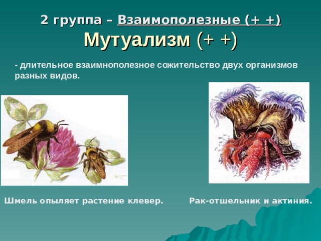 2 группа – Взаимополезные (+ +) Мутуализм  (+ +) - длительное взаимнополезное сожительство двух организмов разных видов. Шмель опыляет растение клевер. Рак-отшельник и актиния. 