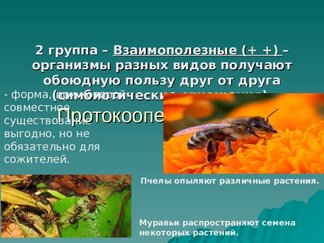   2 группа – Взаимополезные (+ +) – организмы разных видов получают обоюдную пользу друг от друга (симбиотические отношения).  Протокооперация (+ +) - форма, при которой совместное существование выгодно, но не обязательно для сожителей. Пчелы опыляют различные растения. Муравьи распространяют семена некоторых растений. 