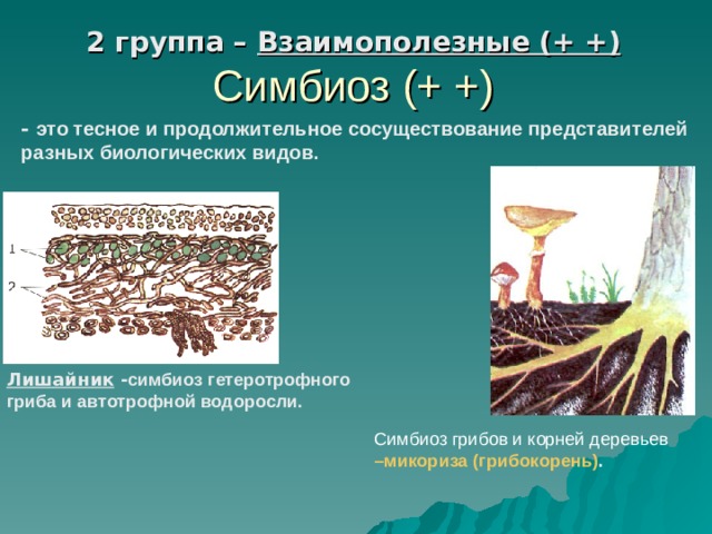 2 группа – Взаимополезные (+ +) Симбиоз (+ +) - это тесное и продолжительное сосуществование представителей разных биологических видов.  Лишайник - симбиоз гетеротрофного гриба и автотрофной водоросли. Симбиоз грибов и корней деревьев –микориза (грибокорень) . 