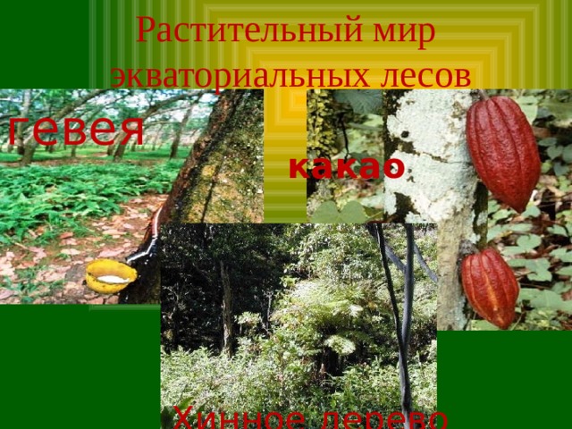 Растительный мир экваториальных лесов гевея  какао Хинное дерево 