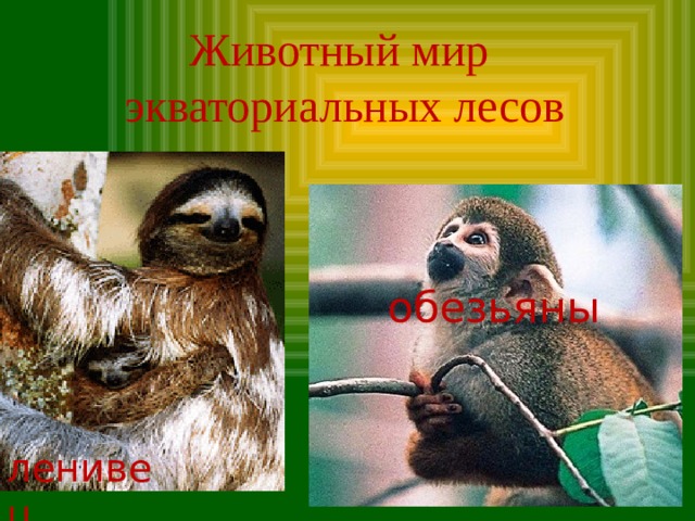 Животный мир экваториальных лесов обезьяны ленивец 