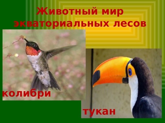 Животный мир экваториальных лесов колибри тукан 
