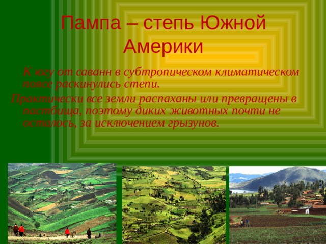 Пампа – степь Южной Америки    К югу от саванн в субтропическом климатическом поясе раскинулись степи. Практически все земли распаханы или превращены в пастбища, поэтому диких животных почти не осталось, за исключением грызунов. 