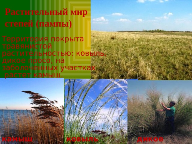 Растительный мир степей (пампы) Территория покрыта травянистой растительностью: ковыль, дикое просо, на заболоченных участках  растет камыш. камыш ковыль дикое просо 