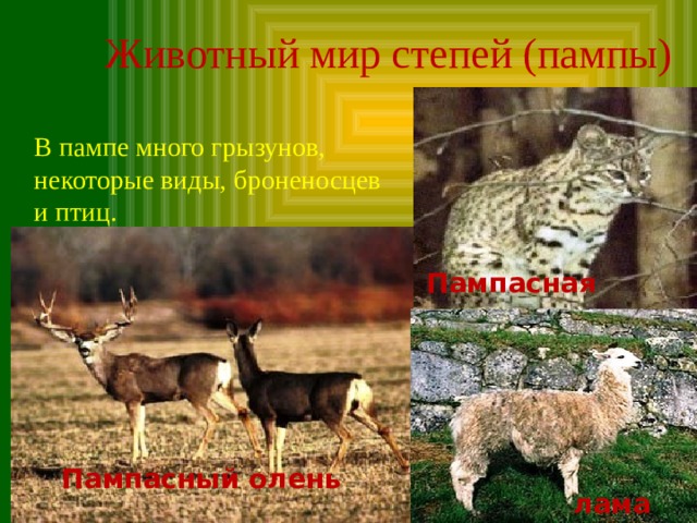 Животный мир степей (пампы) В пампе много грызунов, некоторые виды, броненосцев и птиц. Пампасная кошка Пампасный олень Пампасная кошка лама 