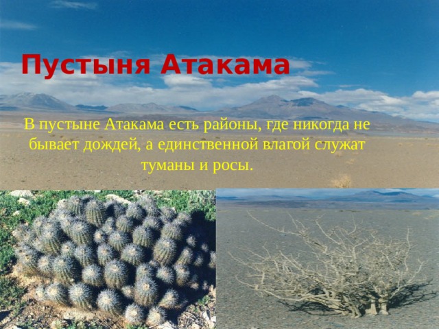 Пустыня Атакама В пустыне Атакама есть районы, где никогда не бывает дождей, а единственной влагой служат туманы и росы. 