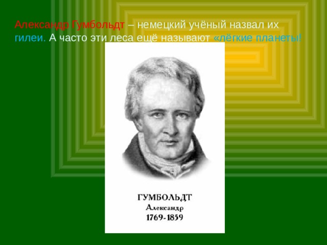 Александр Гумбольдт – немецкий учёный назвал их гилеи. А часто эти леса ещё называют «лёгкие планеты! 