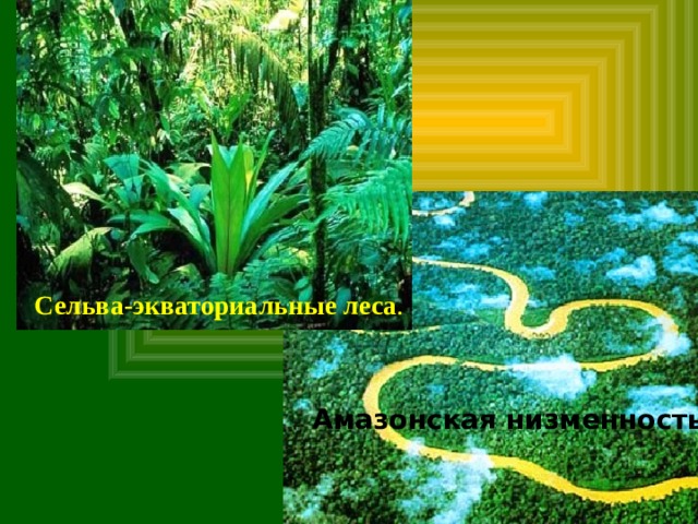 Сельва-экваториальные леса . Амазонская низменность 