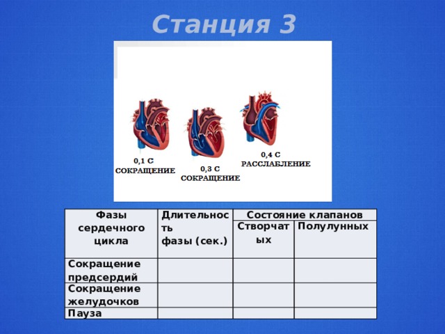 Станция 3 Фазы сердечного цикла Длительность Состояние клапанов Сокращение предсердий фазы (сек.) Сокращение желудочков Створчатых Пауза Полулунных