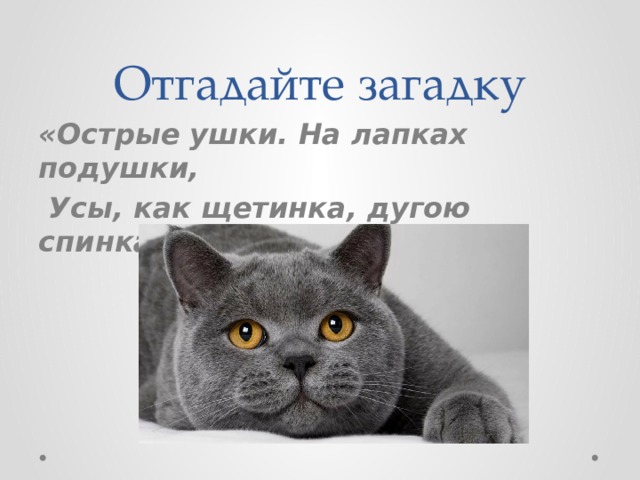 Отгадайте загадку «Острые ушки. На лапках подушки,   Усы, как щетинка, дугою спинка». 