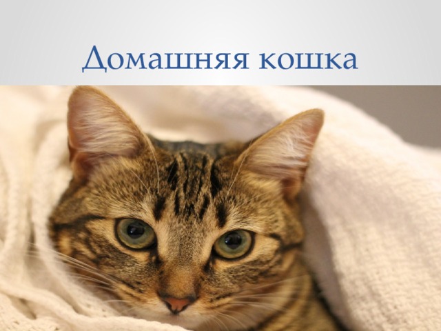 Домашняя кошка 