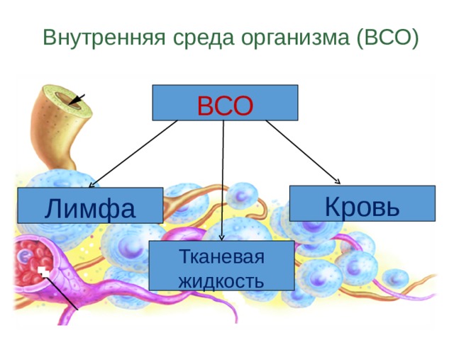 Внутренняя среда лимфы