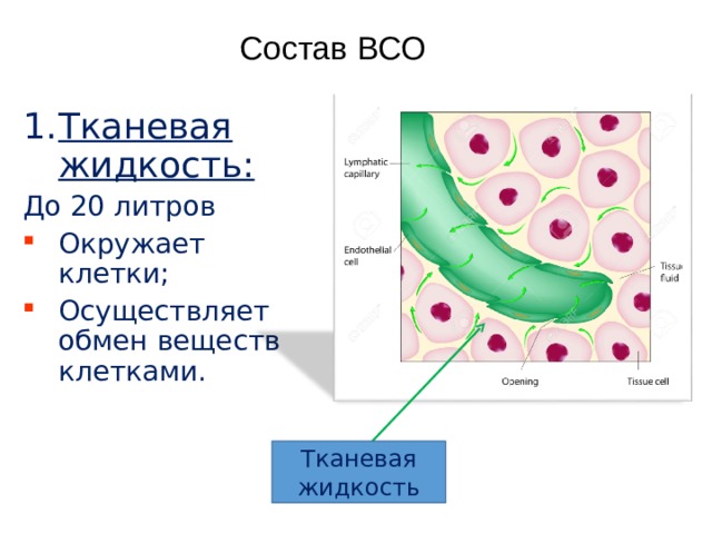 Проследите по рисунку 37 образование тканевой жидкости. Состав тканевой жидкости. Клеточный межклеточное жидкость. Тканевая жидкость обмен веществ. Межтканевая жидкость.