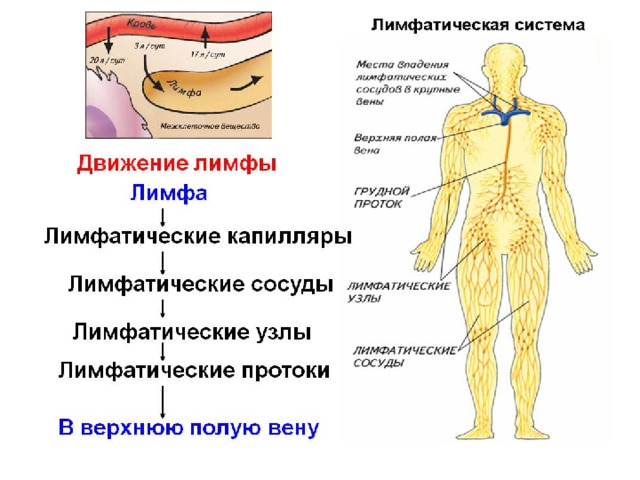 Лимфатический сосуд рисунок