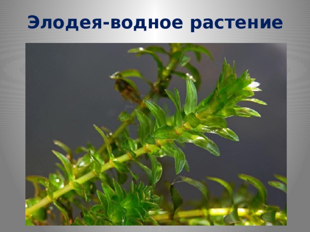 Элодея-водное растение 