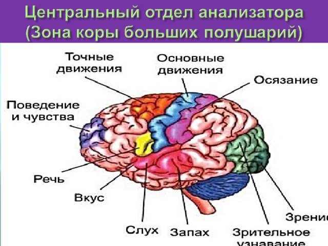 Центральный отдел анализатора — это определенный участок коры головного мозга, где происходит анализ и синтез поступившей сенсорной информации и преобразование ее  в специфическое ощущение (зрительное, обонятельное и т. д.).  